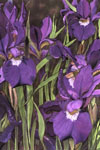 Sylvia Ridgway "Dutch Irises"