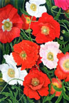 Sylvia Ridgway "Passion For Poppies"